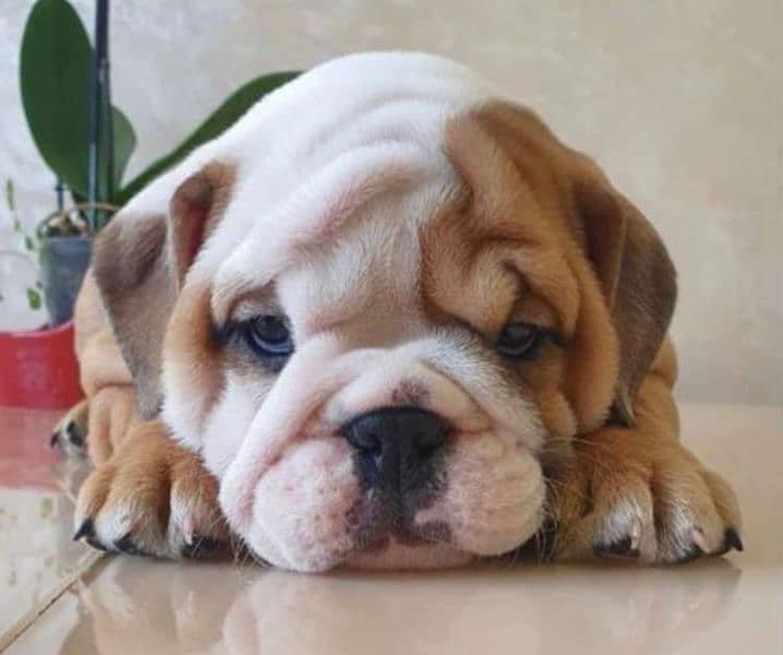 Imported English bulldog puppies available for booking 10