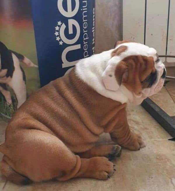 Imported English bulldog puppies available for booking 12