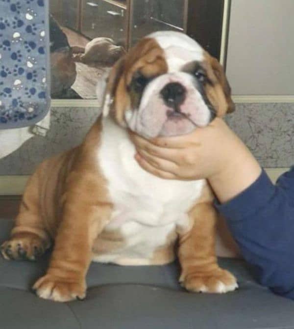 Imported English bulldog puppies available for booking 13