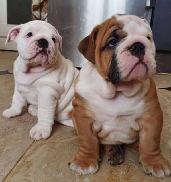 Imported English bulldog puppies available for booking 15