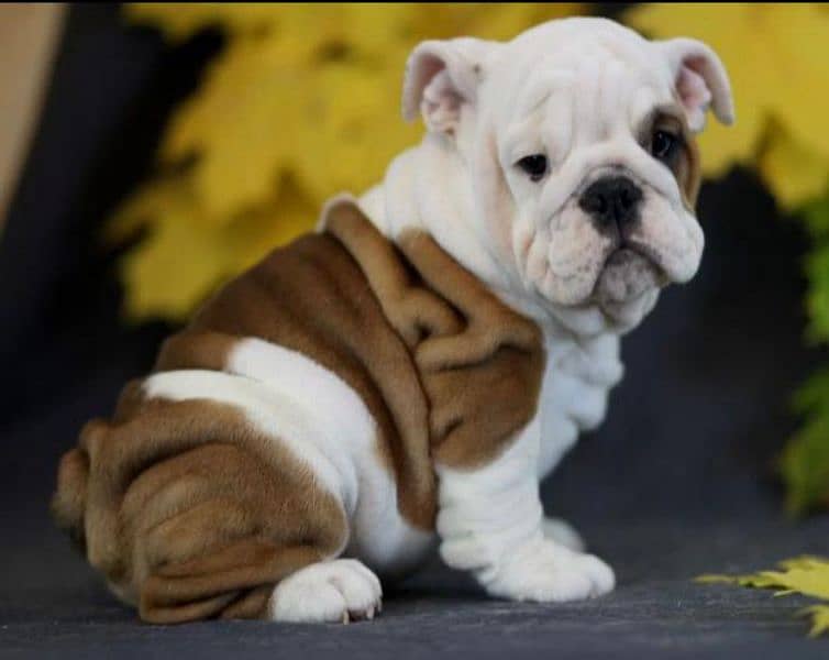 Imported English bulldog puppies available for booking 16