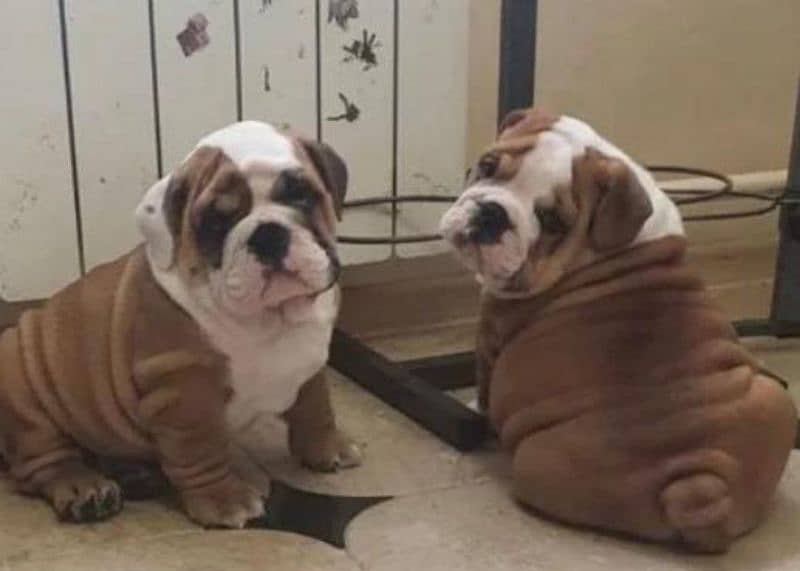 Imported English bulldog puppies available for booking 18