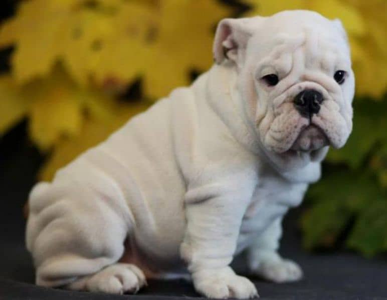 Imported English bulldog puppies available for booking 19