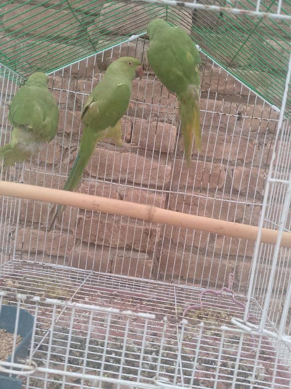 parrots for sale 2