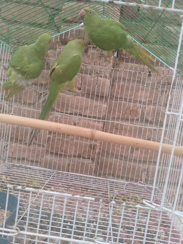 parrots for sale 3