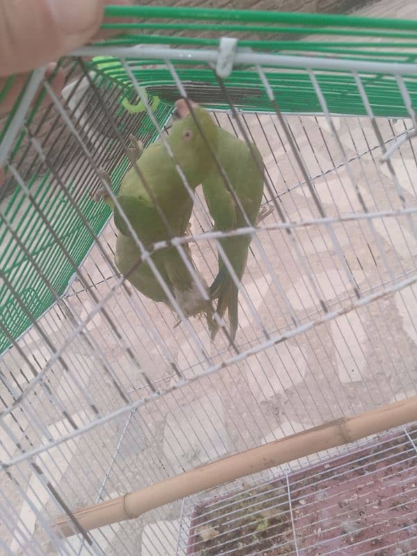 parrots for sale 5