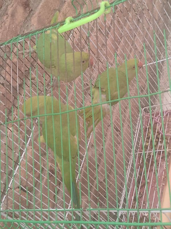 parrots for sale 7