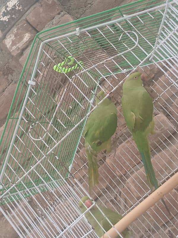 parrots for sale 10