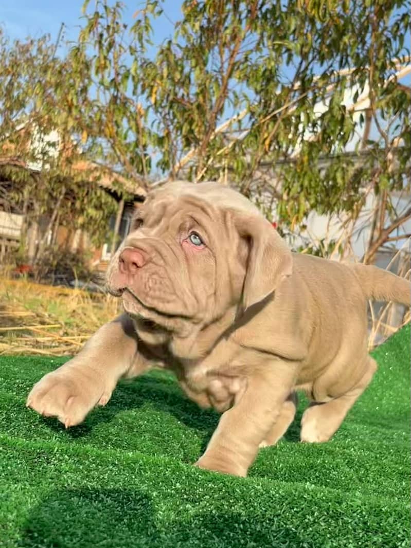 Imported neapolitan mastiff puppies available for booking 5