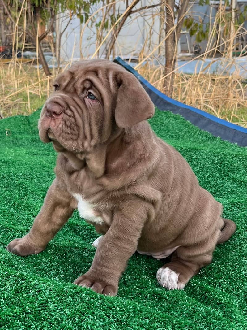 Imported neapolitan mastiff puppies available for booking 7