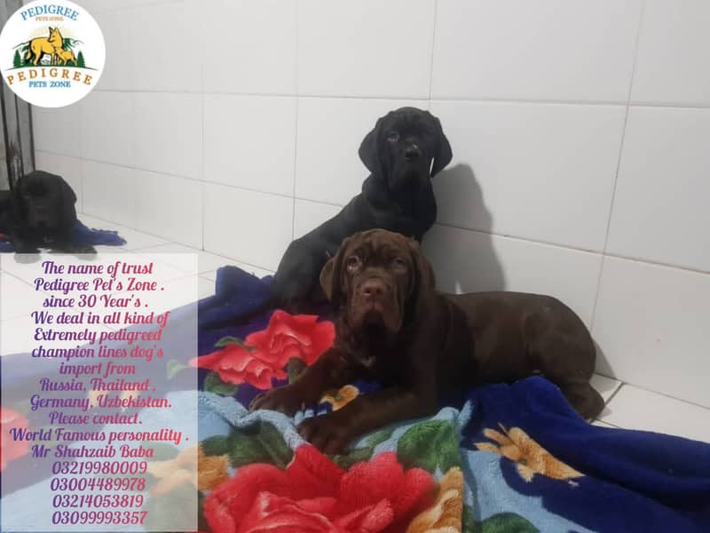 Imported neapolitan mastiff puppies available for booking 10