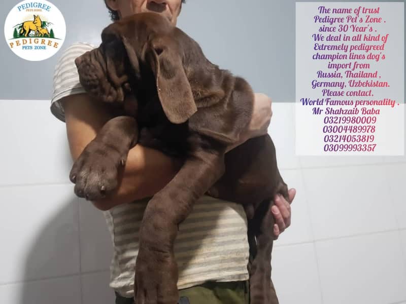 Imported neapolitan mastiff puppies available for booking 13