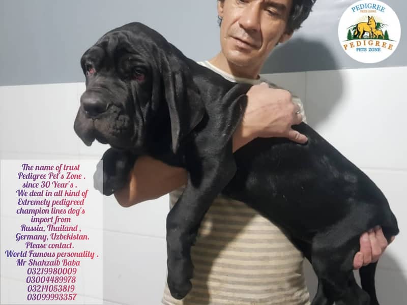 Imported neapolitan mastiff puppies available for booking 14