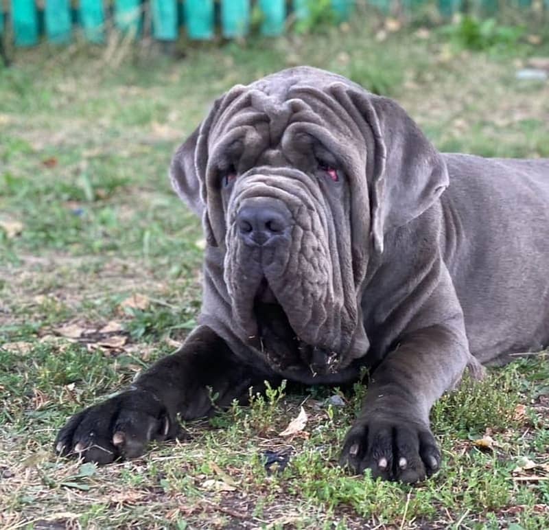 Imported neapolitan mastiff puppies available for booking 16