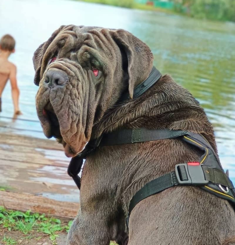 Imported neapolitan mastiff puppies available for booking 18