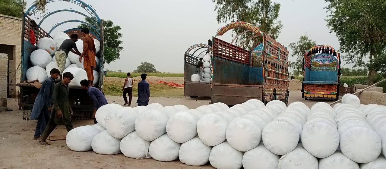 Corn Silage/Maki Silage/Animal Feeds 5