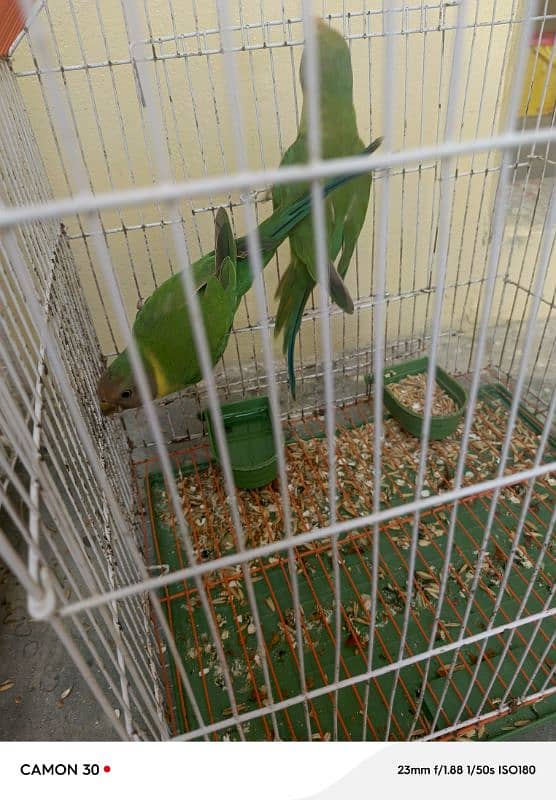 children parot 1