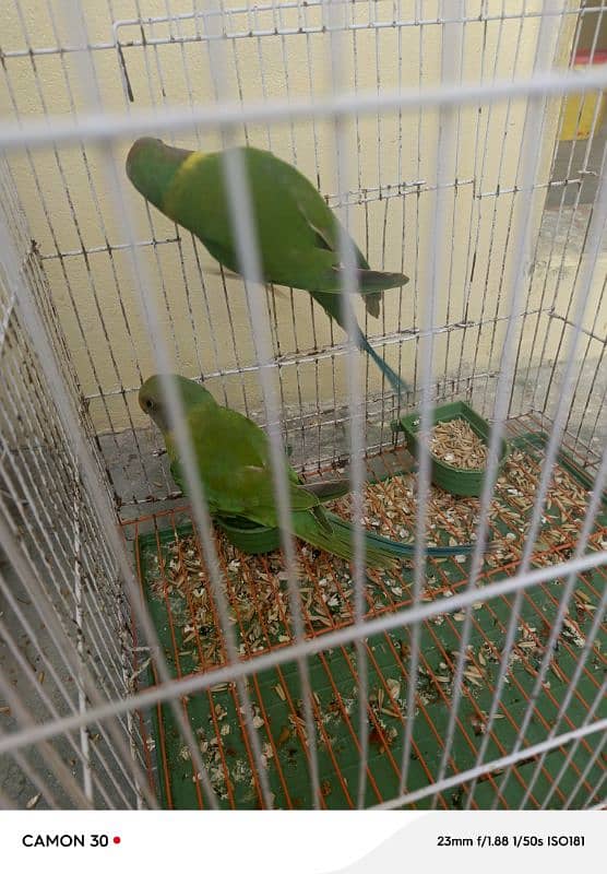 children parot 2