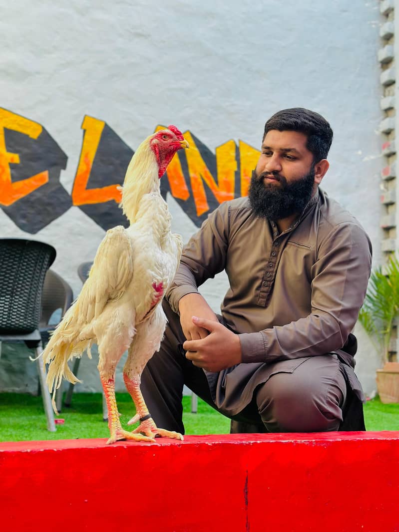 shamoo | اصیل شامو | Parrot Beak | Hopeland Fancy Birds | Shamoo Chick 12