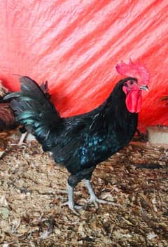 Australorp