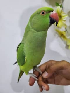 parrot