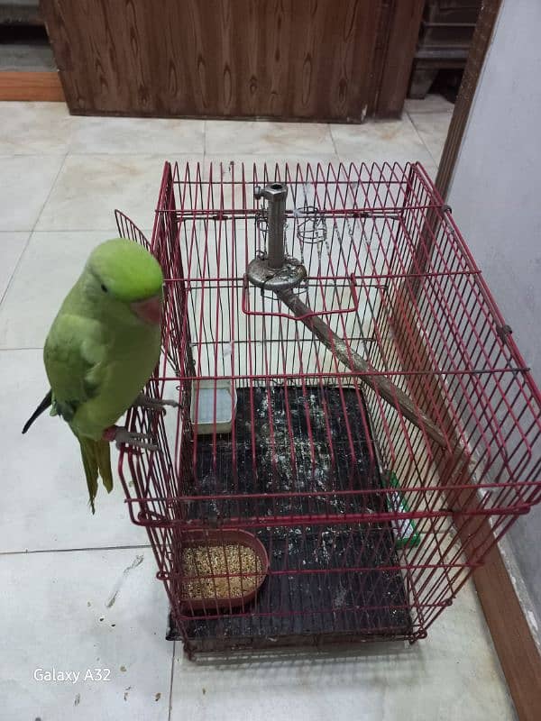 parrot tame talking female with cage 3