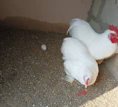 pure white bantam