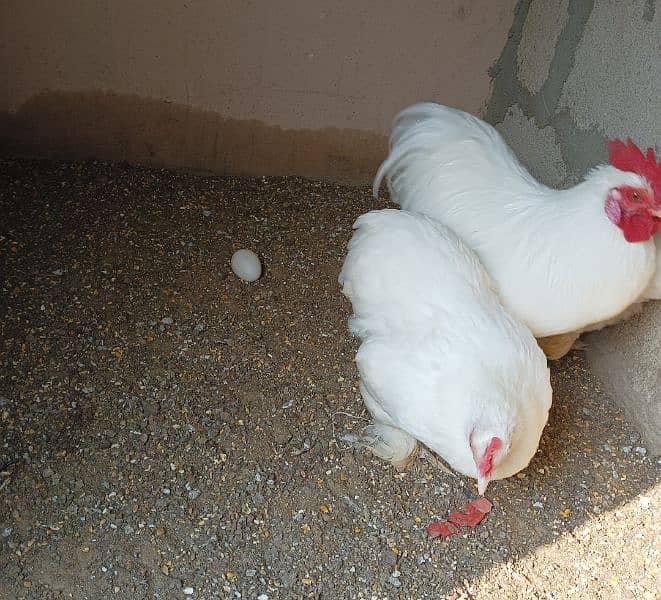 pure white bantam 0