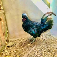 ayam cemani male