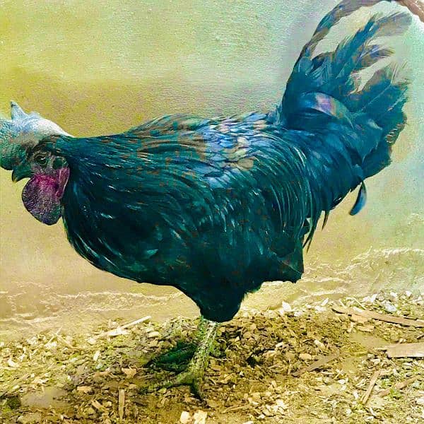 ayam cemani male 1