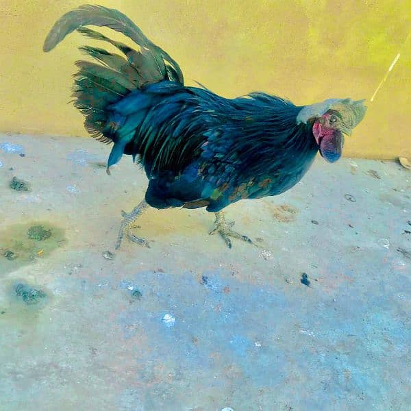 ayam cemani male 3