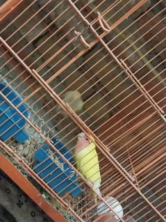 I want to sale my all love birds pairs with cage