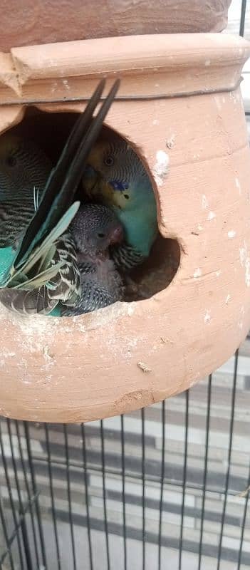 Australian parrots 0