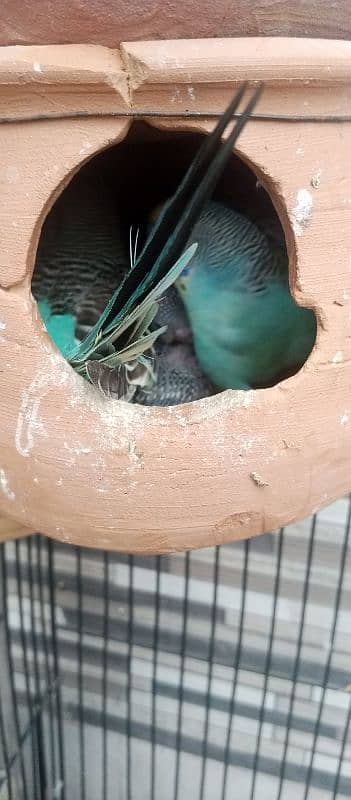 Australian parrots 1