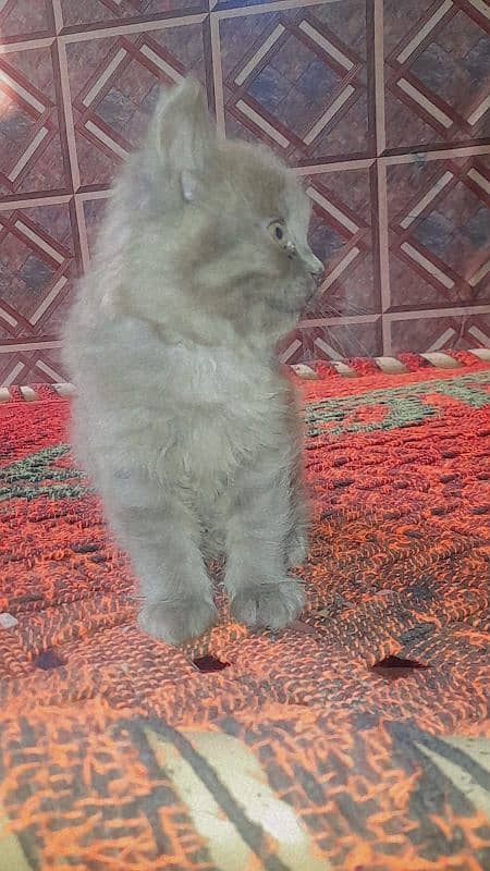 Persian cat for sale Whatsapp number 03154354941 1