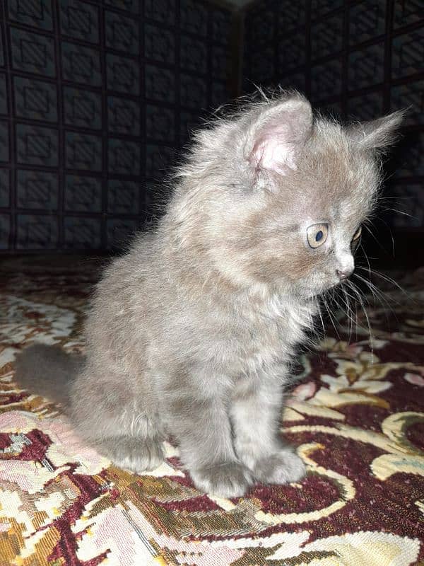 Persian cat for sale Whatsapp number 03154354941 2