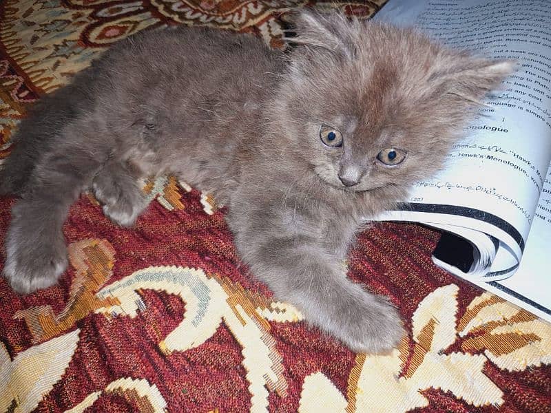 Persian cat for sale Whatsapp number 03154354941 3