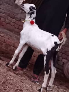 Bakra sale