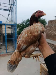 aseel madian ( hens)