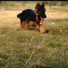 German shepherd long hair