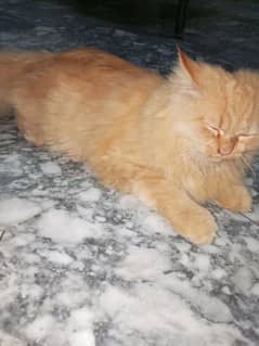 pure Persian cat triple coat