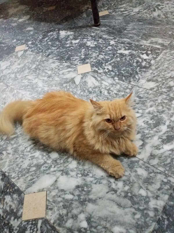 pure Persian cat triple coat 2