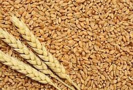 Wheat Seed