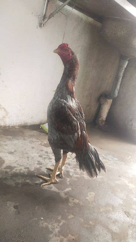 Aseel birds for sale 4