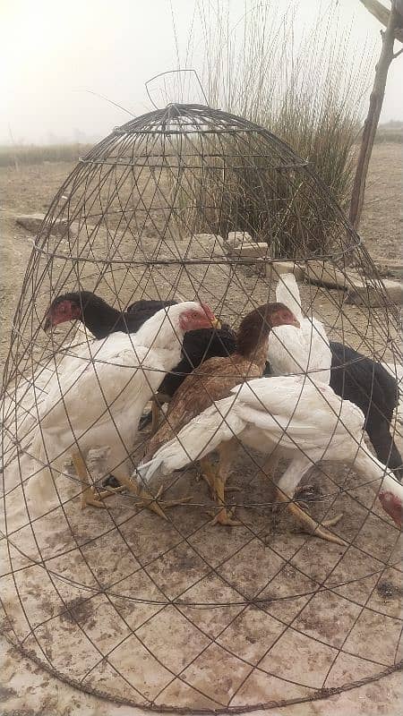 Aseel birds for sale 5