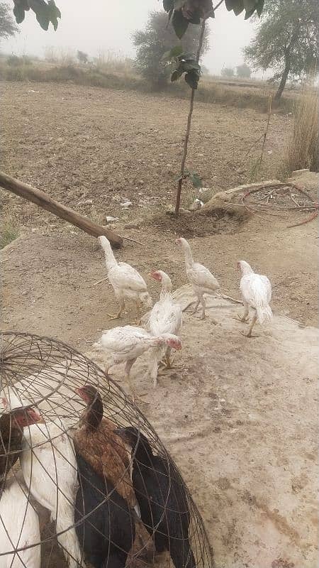 Aseel birds for sale 6