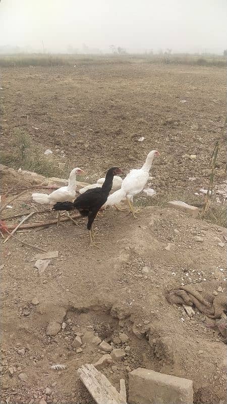 Aseel birds for sale 11