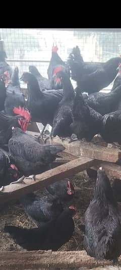 Australorp fartile eggs available per egg 50 rupees