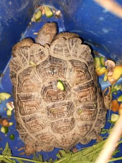 baby turtle for sale