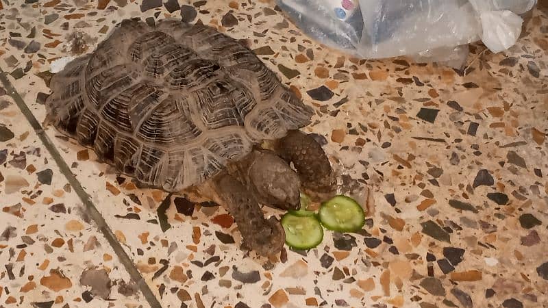 Russian turtle for sale 1